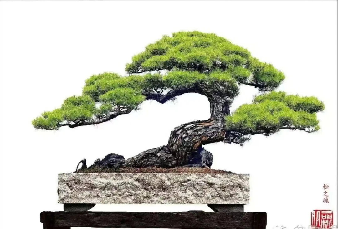 松树盆景 三河黑色