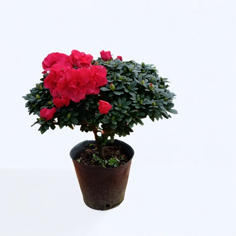 带花苞发货红宝石杜鹃花四季开花室内客厅都好养易活