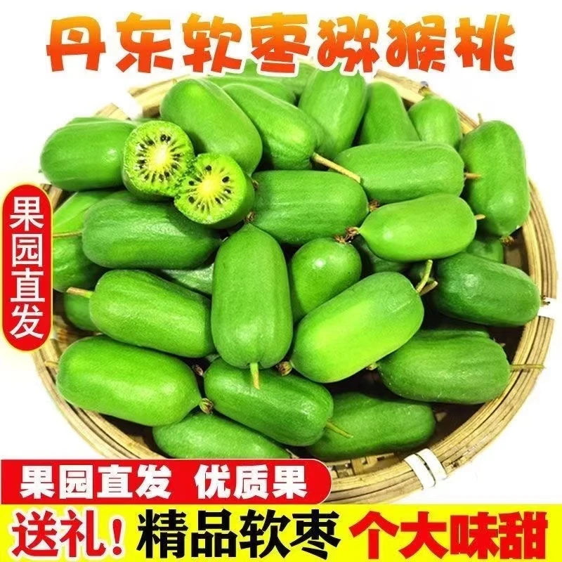 新鲜采摘丹东软枣猕猴桃产地直发顺丰包邮
