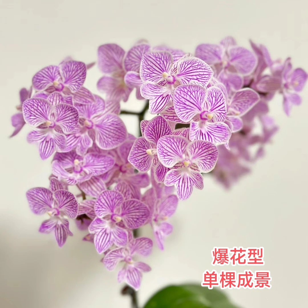【懒蝶--樱花】爆花型3.5杯无花剑壮苗发货