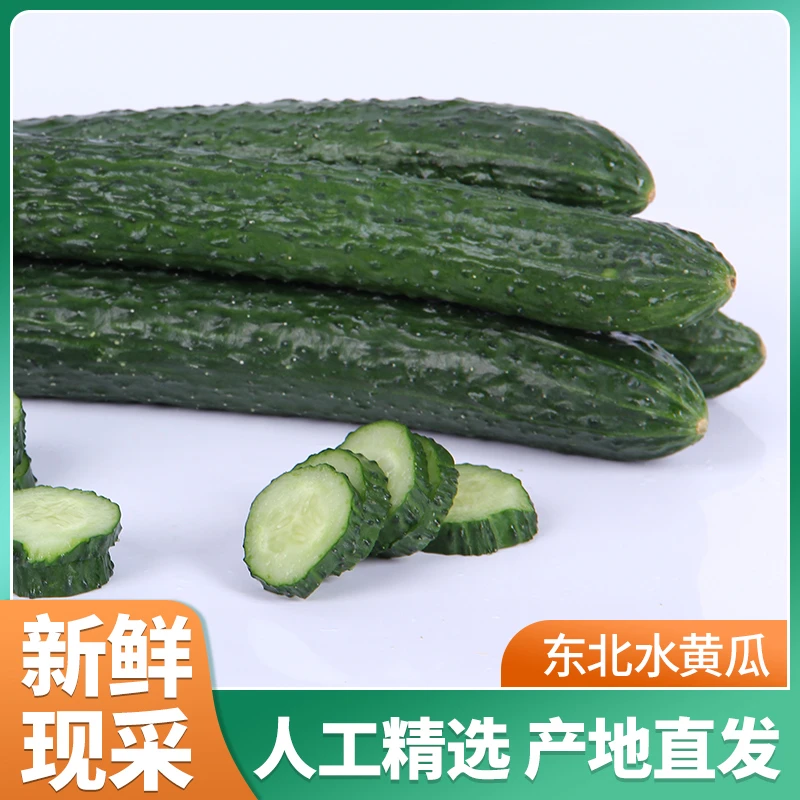 东北农家现摘现发新鲜水果黄瓜清脆绿瓤天然带刺东北特产水黄瓜