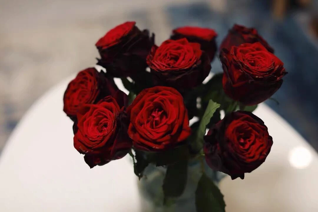 黑金月季，切花月季玫瑰四季开花