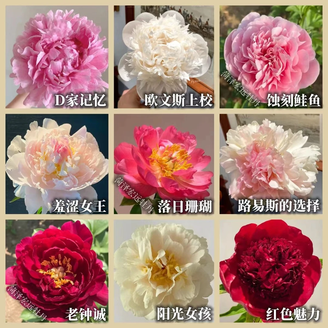 进口芍药鲜切花混搭