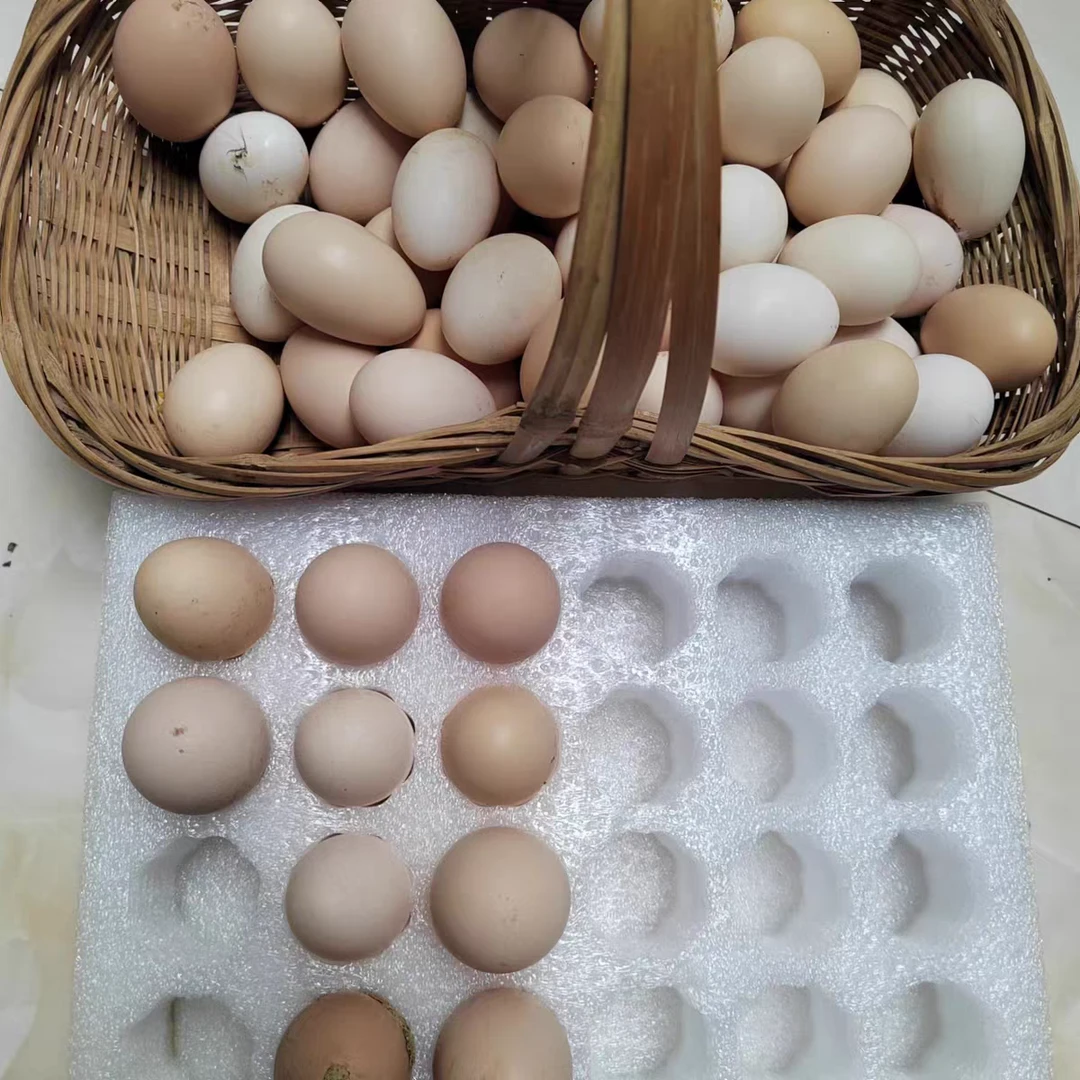 [贵州农家土鸡蛋]贵州农家土特产土鸡蛋新鲜营养健康食品