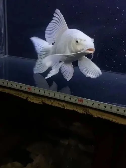 开播福利 精品普身蝴蝶鲤