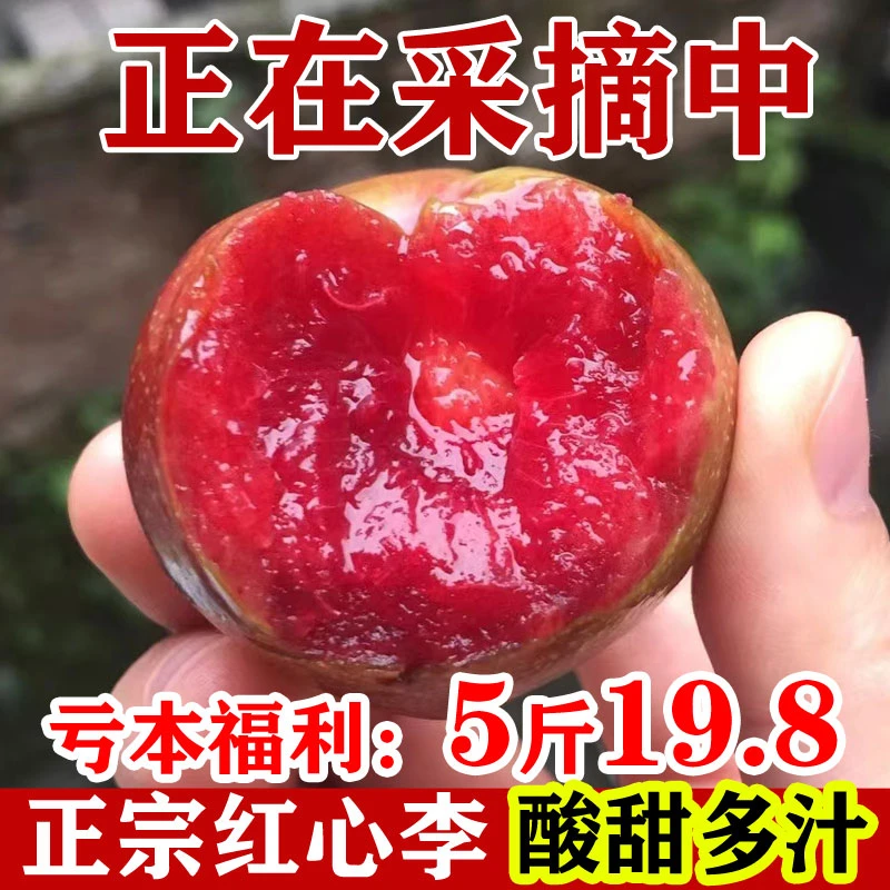 【高山种植】正宗福建新鲜三华李现摘现发李子孕妇水果酸甜脆开胃爽