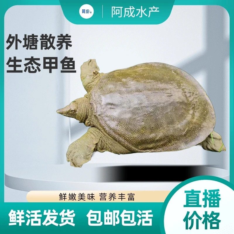 【两只公组合】青黄背甲鱼肉质鲜美 包活到家