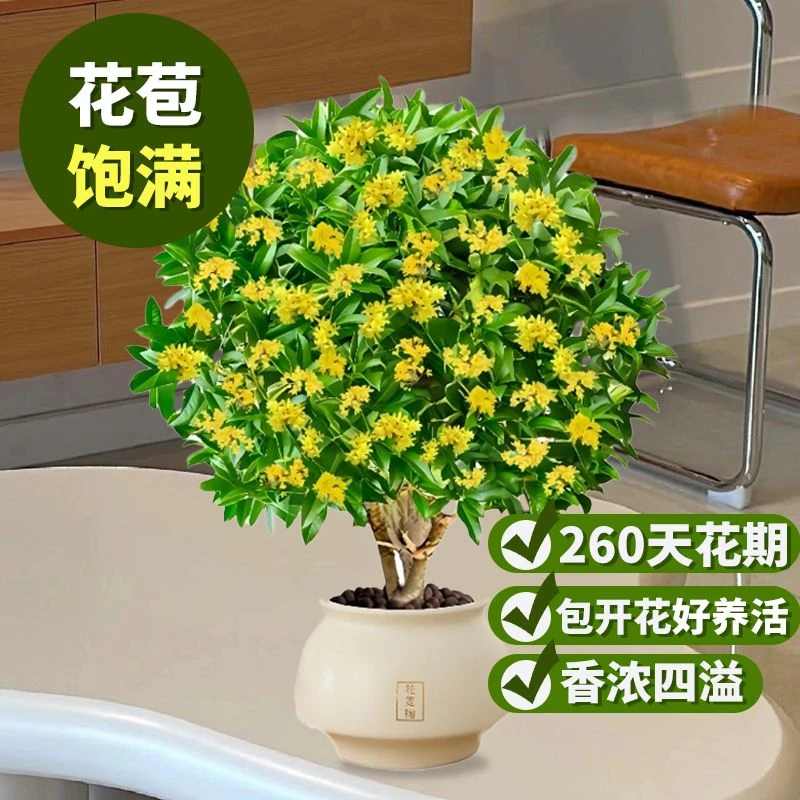 【3年苗】桂花树苗四季盆栽绿植可食用室内外好养花卉植物开花系列