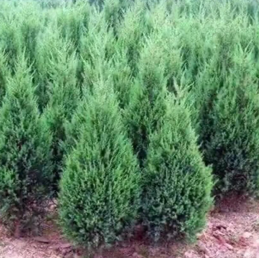 柏树苗塔柏树苗侧柏扁柏清明松四季常青宝塔松现挖工程绿化植物