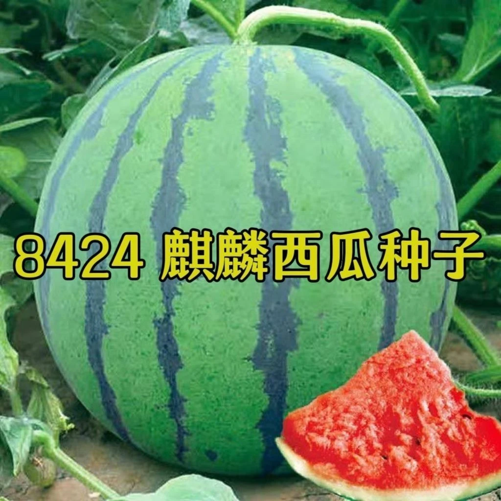 8424麒麟西瓜种子薄皮早熟高产西瓜种籽新品种冰糖特大超甜西瓜子