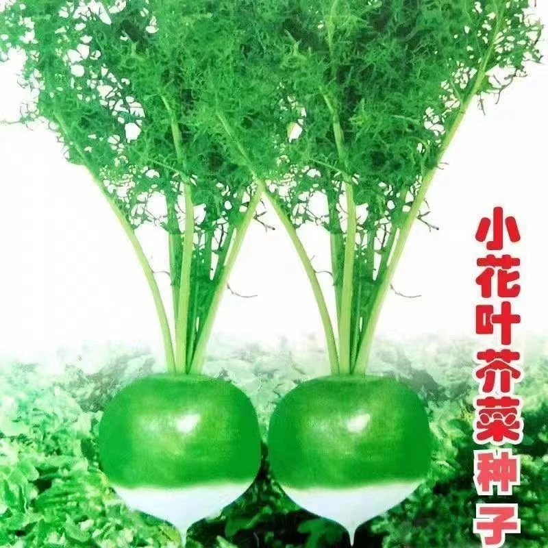 小花叶芥菜种子春秋季种植芥菜种子庭院大棚辣花盆秋冬播种育苗