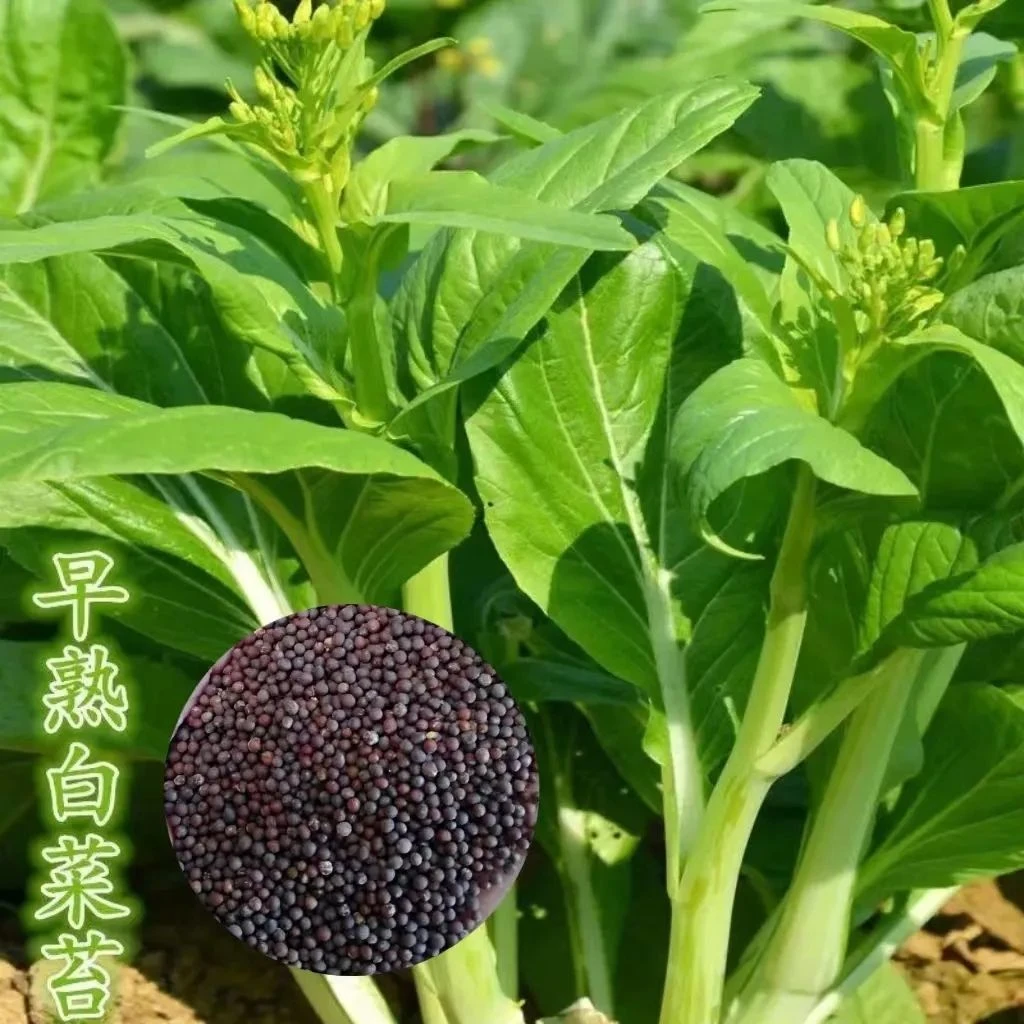 早熟白菜苔种子籽白菜心白菜苔种籽四季高产大田庭院蔬菜种子大全