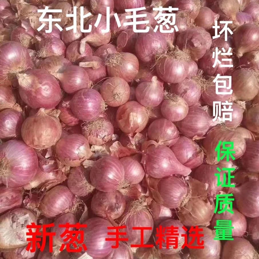 【超低价】正宗新鲜东北毛葱毛葱小笨毛葱紫皮大葱头1/3/5斤包邮