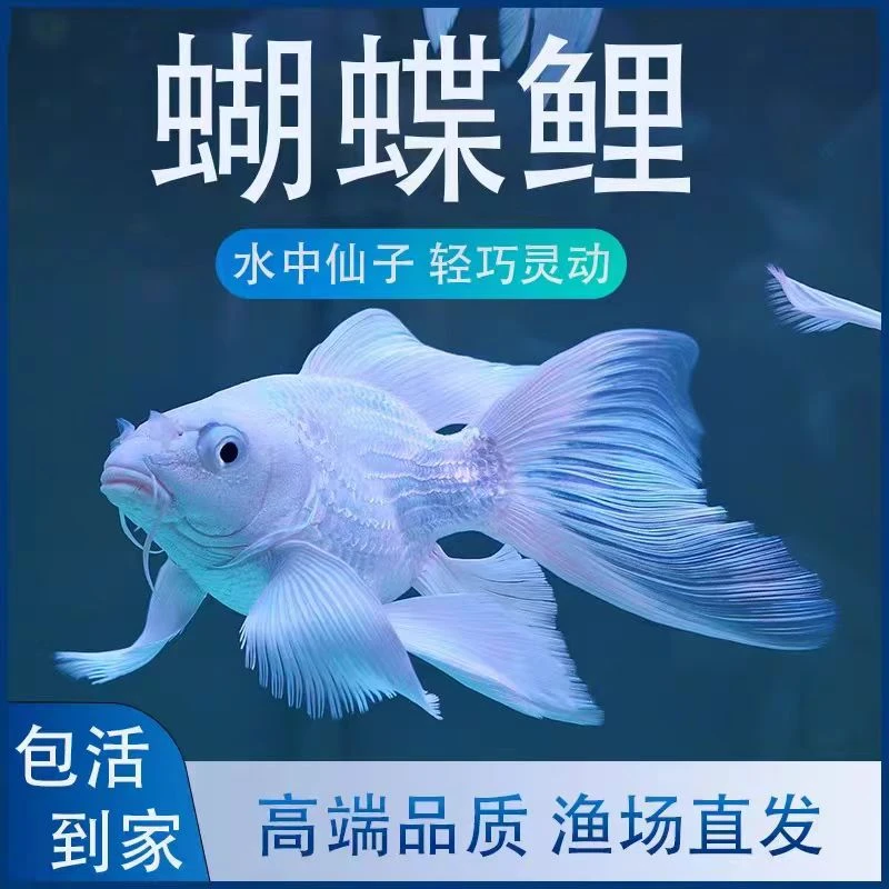 纯种蝴蝶鲤普身观赏鱼冷水鱼锦鲤招财鱼小鱼观赏鱼