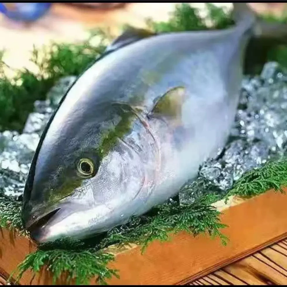 大连本地野生黄金鲅鱼黄鲣子 整条冷冻锁鲜 冷冻发货 包邮