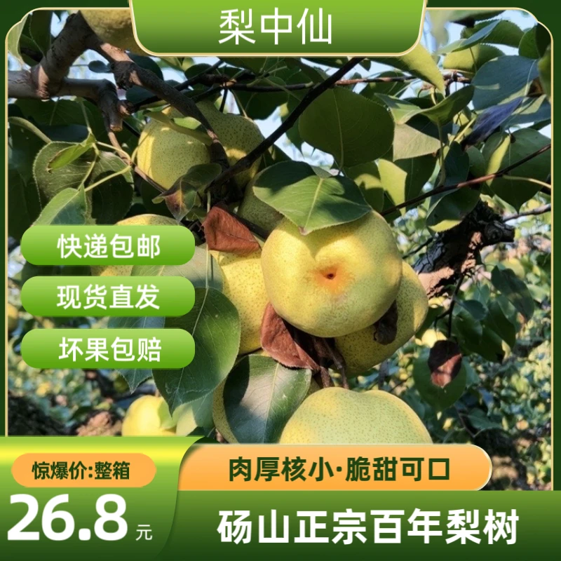 砀山新鲜酥梨正宗特产品质口感细腻皮薄净含量4.8斤 酥脆爽口多汁