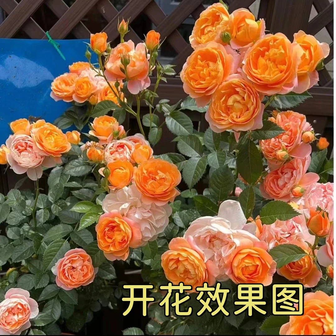 唐【果汁阳台】【红丝绒】花苞发货月季花苗四季开花浓香庭院阳台