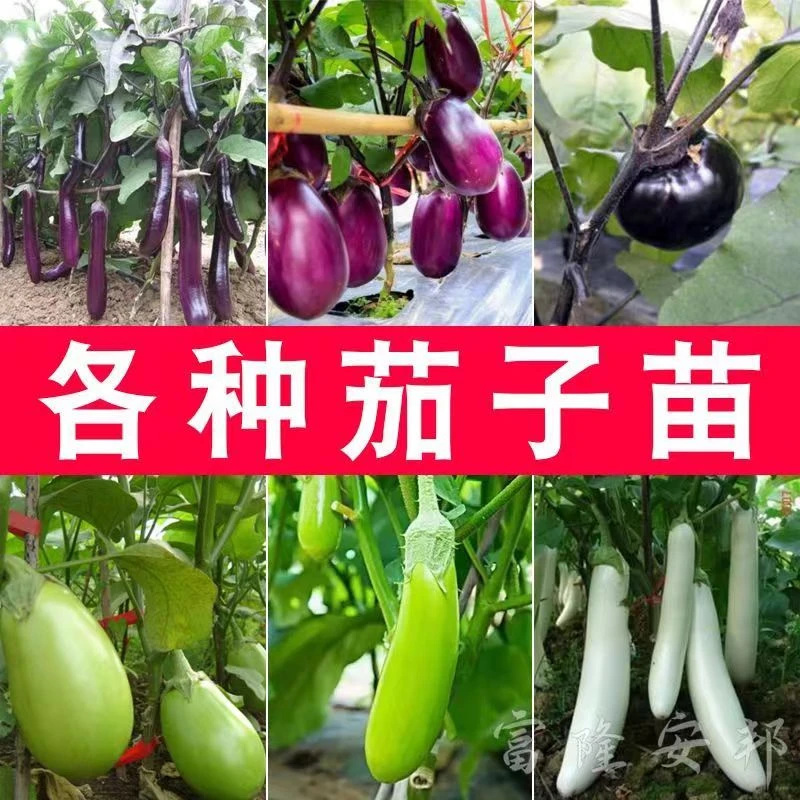 茄子苗耐寒抗病高产四季盆栽茄子苗多种阳台种植带土发货紫茄绿茄