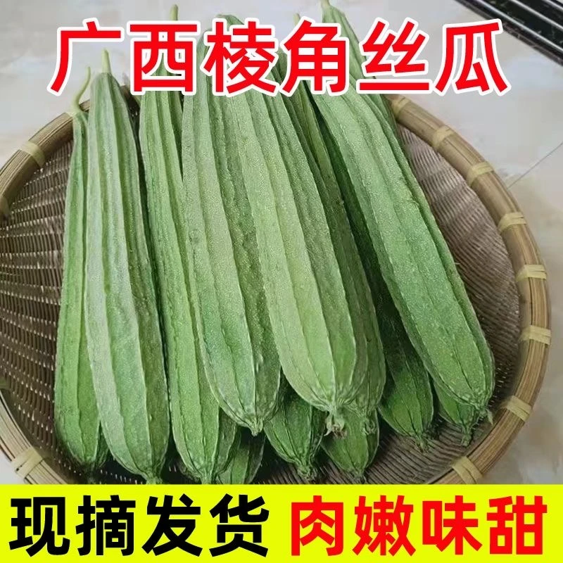 广东棱角丝瓜大肉丝瓜苗长香丝瓜八角丝瓜苗牛奶大花点丝瓜带泥土