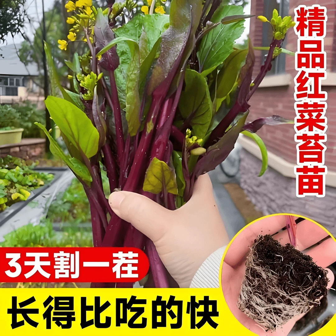 红菜苔秧苗红油菜苔苗青菜苔苗蔬菜种子大全秋季蔬菜苗