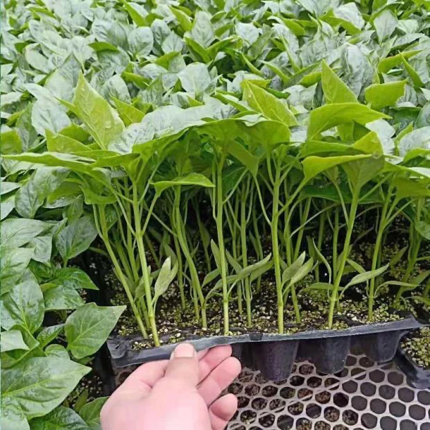 辣椒苗大果螺丝椒苗辣椒新鲜薄皮香辣可口螺丝椒秧苗带土发货正宗