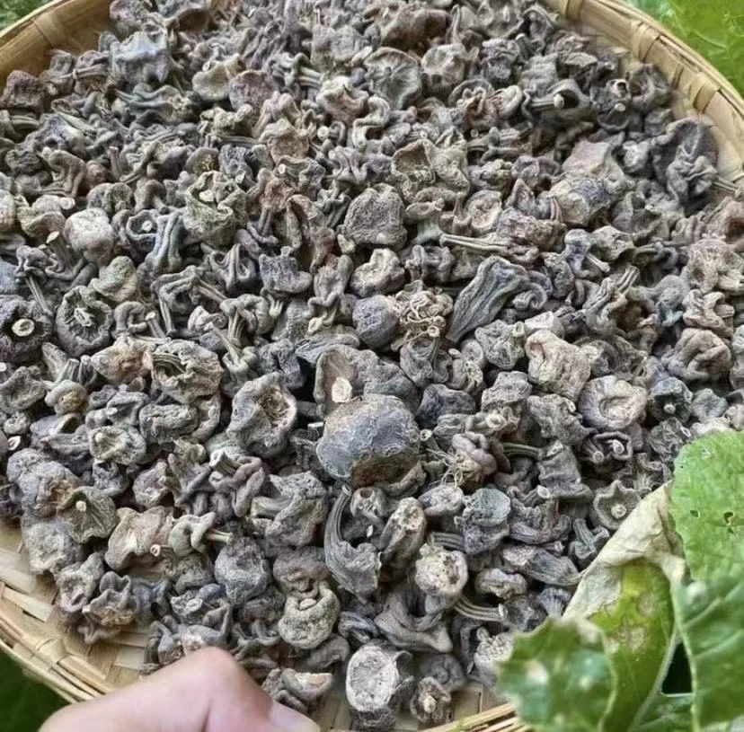 【主播精选】 石斛参 2