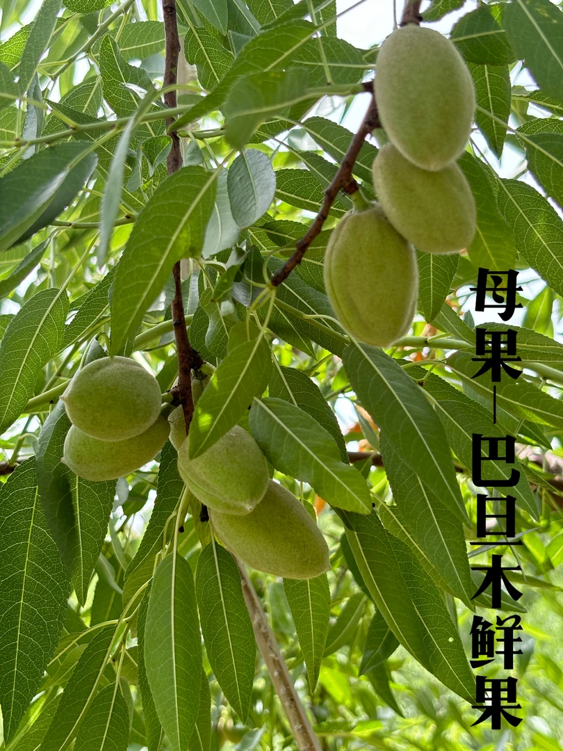 精品果薄皮母果2025年巴旦木