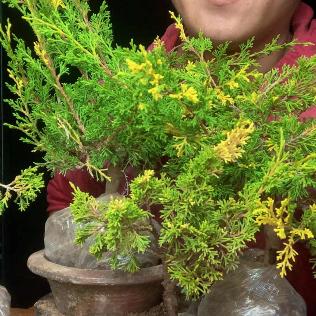 【闪购商品】红陶20CM（含）-50CM（不含）吾**景