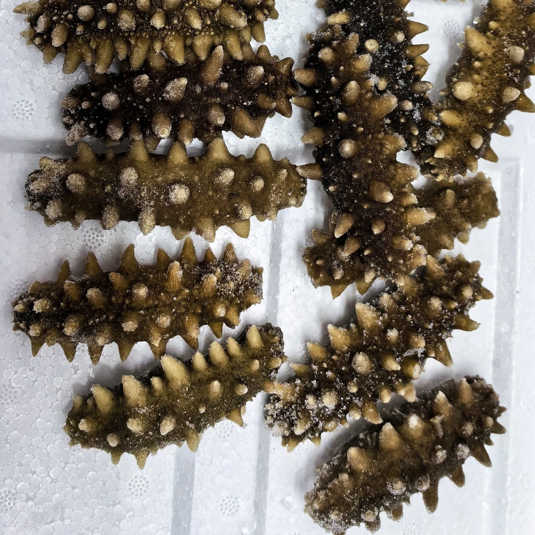 即食海参，从大连发货，顺丰包邮到家