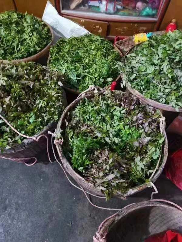 藤婆茶阳山白茶大山里的白茶