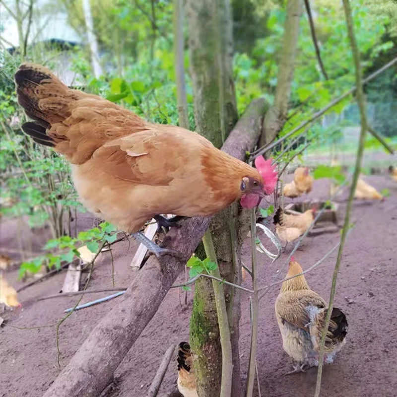 粨草【无抗虫草鸡】一年以上浓郁紧实活鸡5斤以上净重3.5斤以上