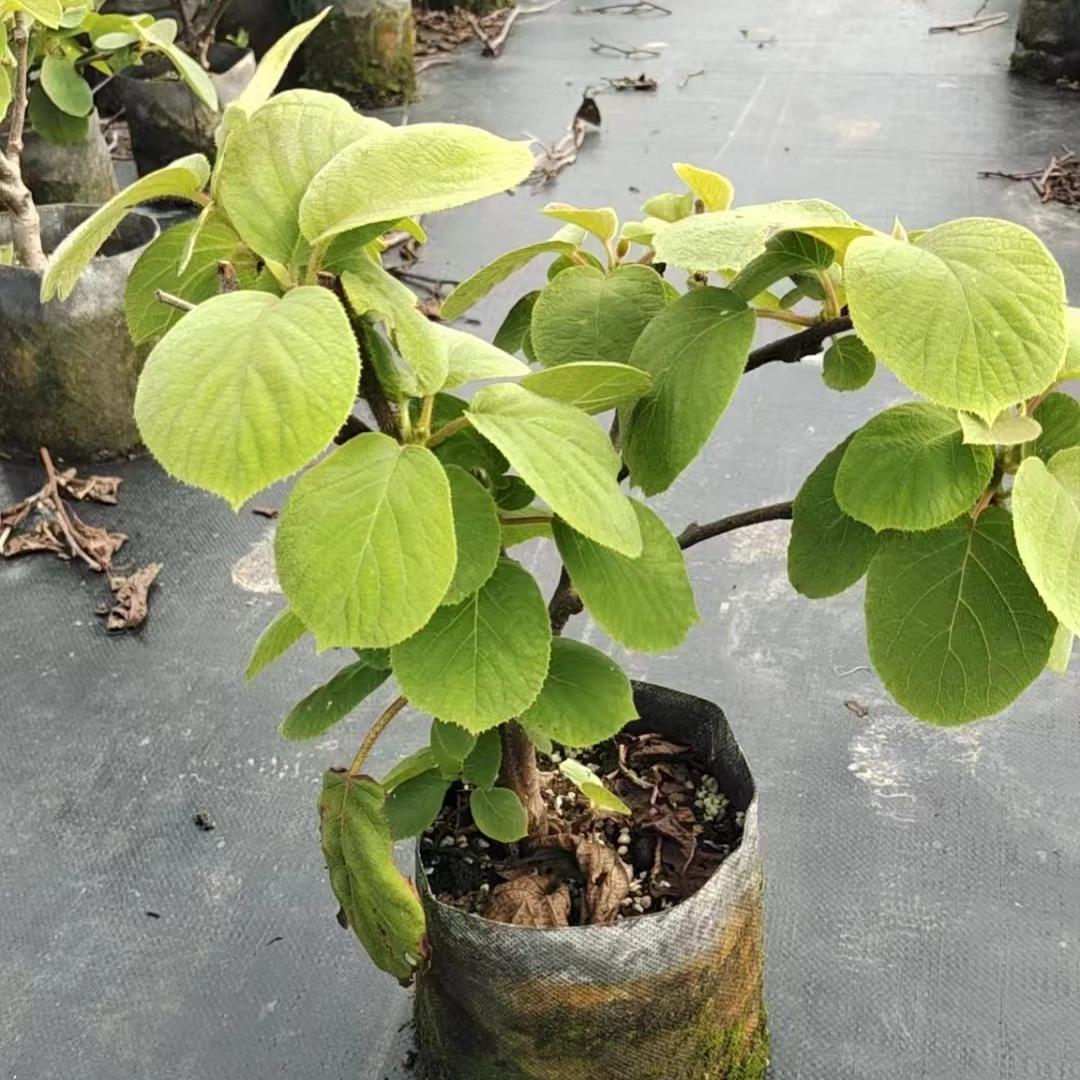 【大苗】阳台庭院种植 带育苗钵发货