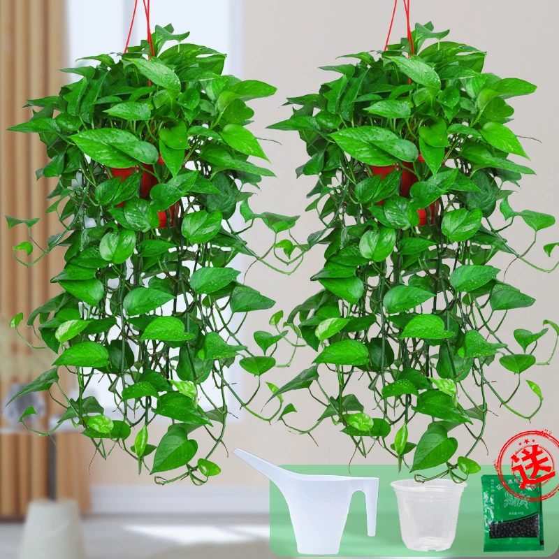 长藤绿萝批发基地直播一垂吊盆栽植物室内绿植花草花卉绿箩直播间