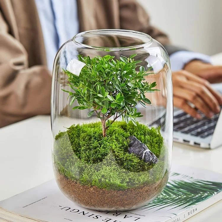 生态水培植物瓶玻璃花瓶装饰微景观小鱼缸办公室桌面客厅摆件