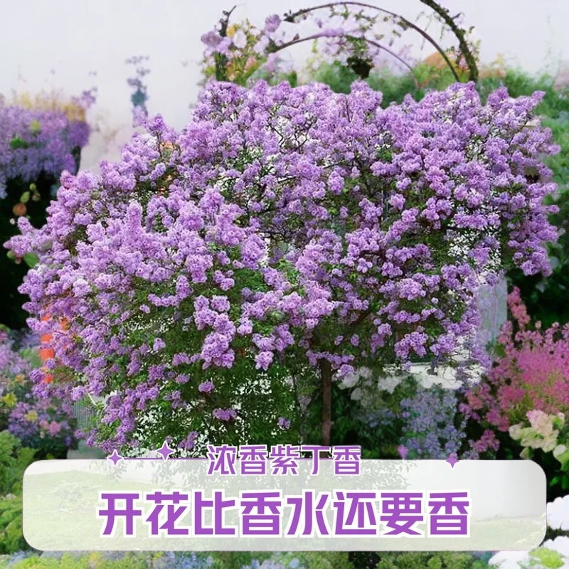 8花丁香花树苗盆栽阳台庭院浓香室内外四季花卉耐寒植物欧洲丁香