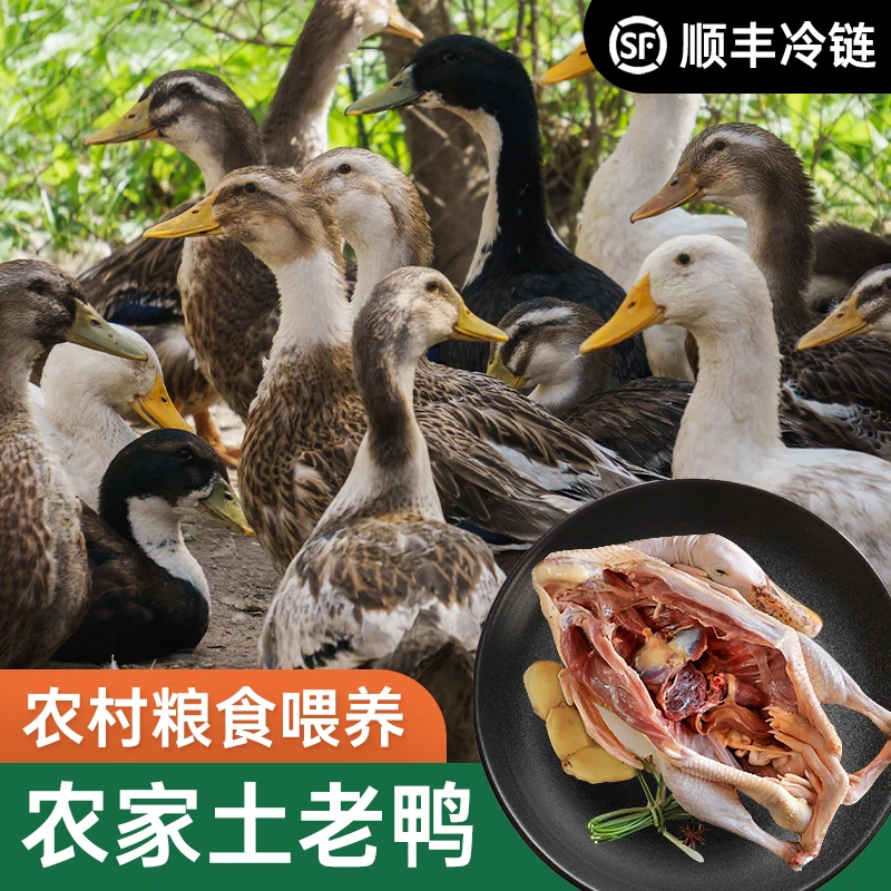 农家散养土鸭 农户自养土鸭子 子鸭子