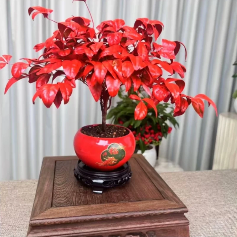 火焰南天竹冬季耐寒土培盆栽桌面庭院客厅外阳台庭院室内造景植物