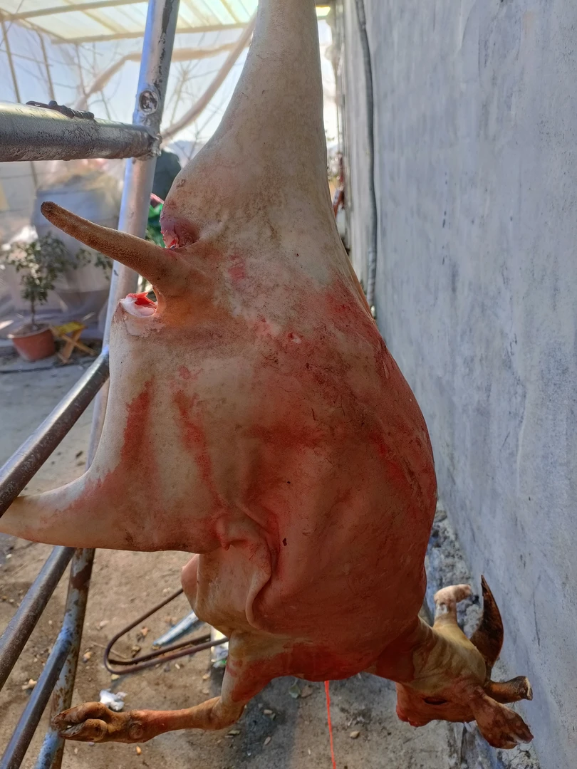 山里放养白山羊净重34斤送全套下货