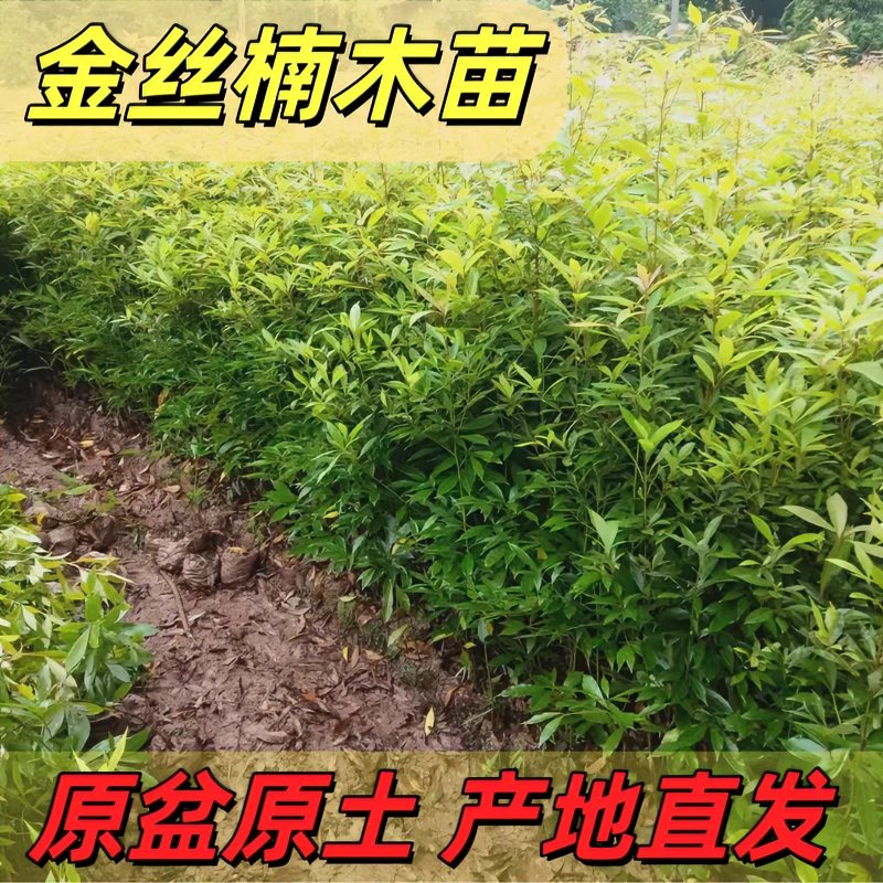 正宗金丝楠木树苗小叶桢楠盆栽地栽名贵苗木花园庭院绿植带土带叶