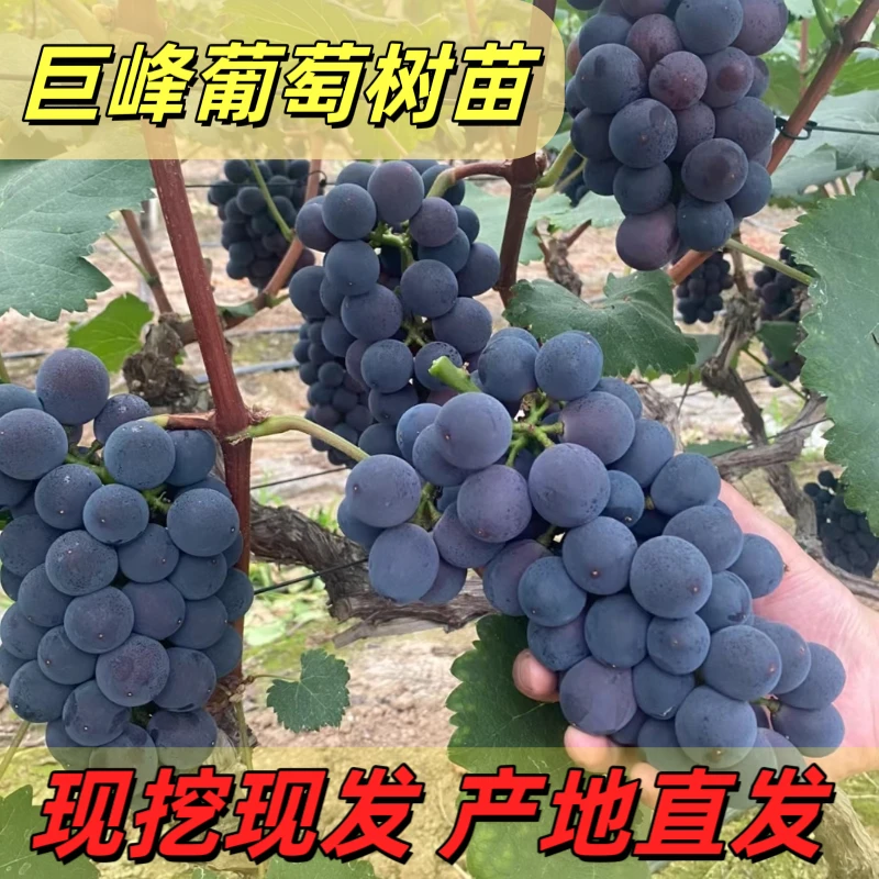 正宗巨峰葡萄树苗阳光玫瑰果树苗巨峰南北方种植庭院爬藤盆栽地栽