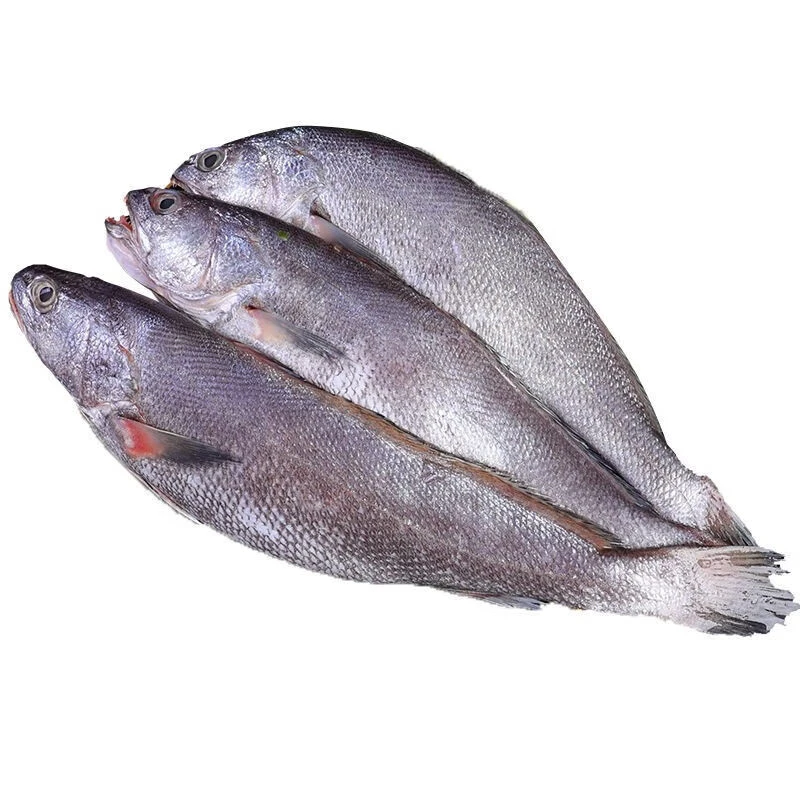 【米鱼】象山石浦本地小船米鱼