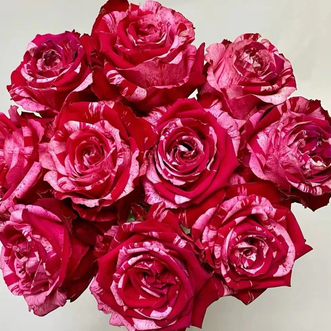 幸运女神玫瑰花【到家先醒花】