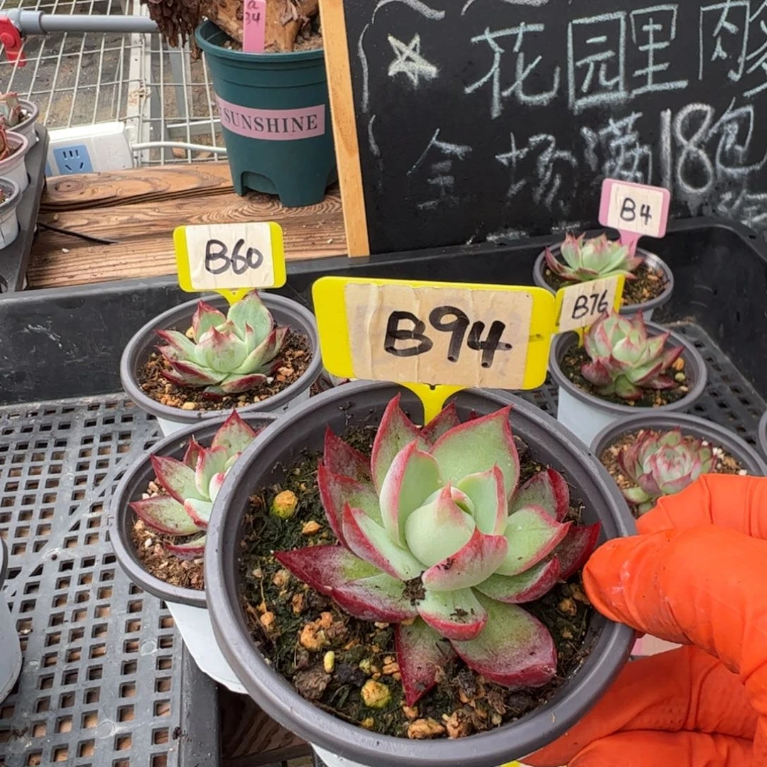 西*B94惊鸿多肉多肉