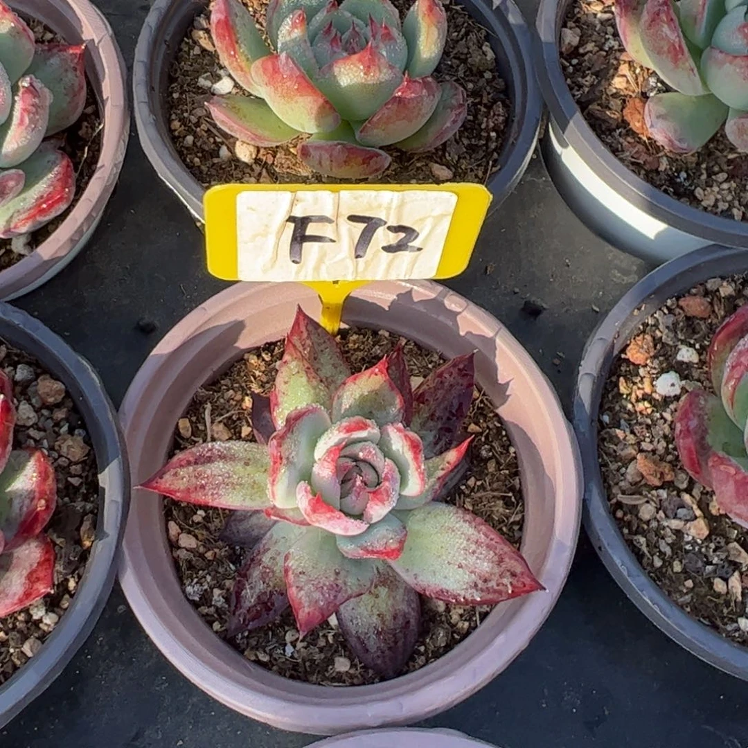 国****亮F72惊鸿的多肉多肉