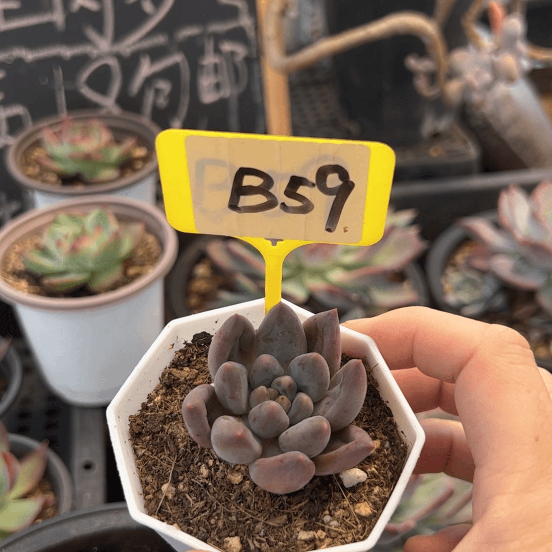 红蜻蜓多肉B59多肉