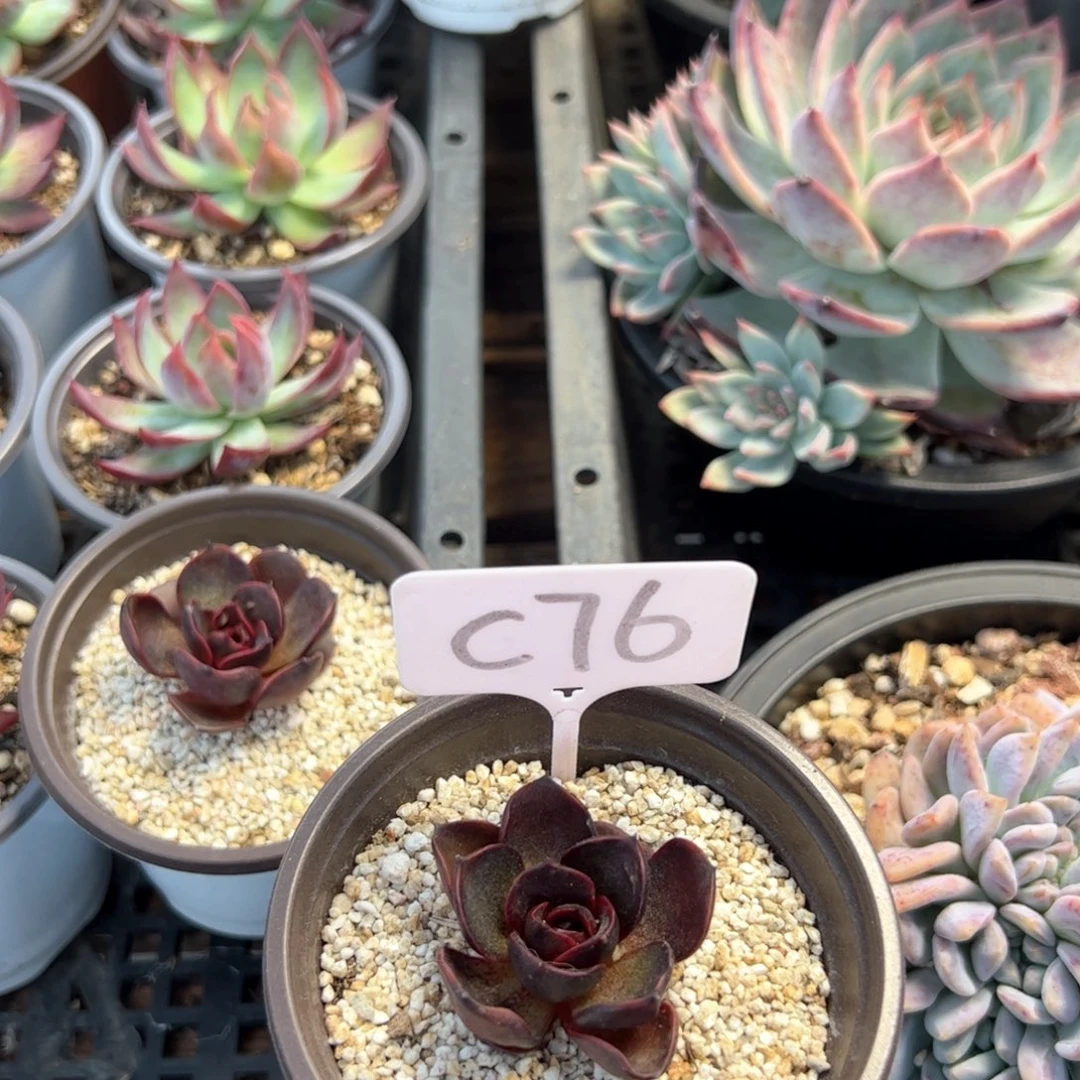 瑞*卡C76红灯红灯多肉多肉