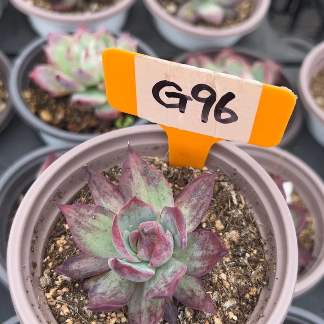 G96惊鸿多肉多肉