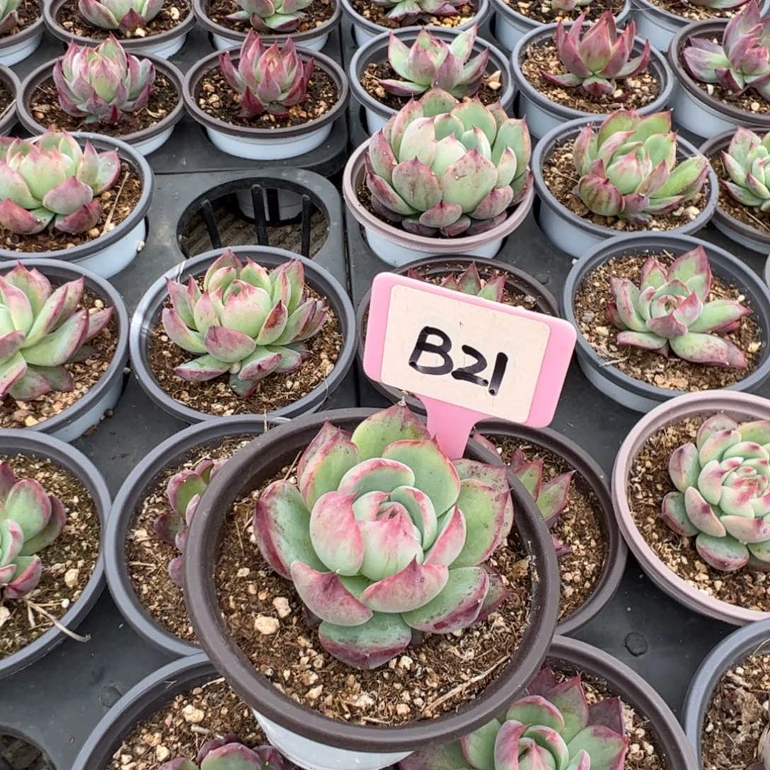 R****本B21惊鸿多肉多肉