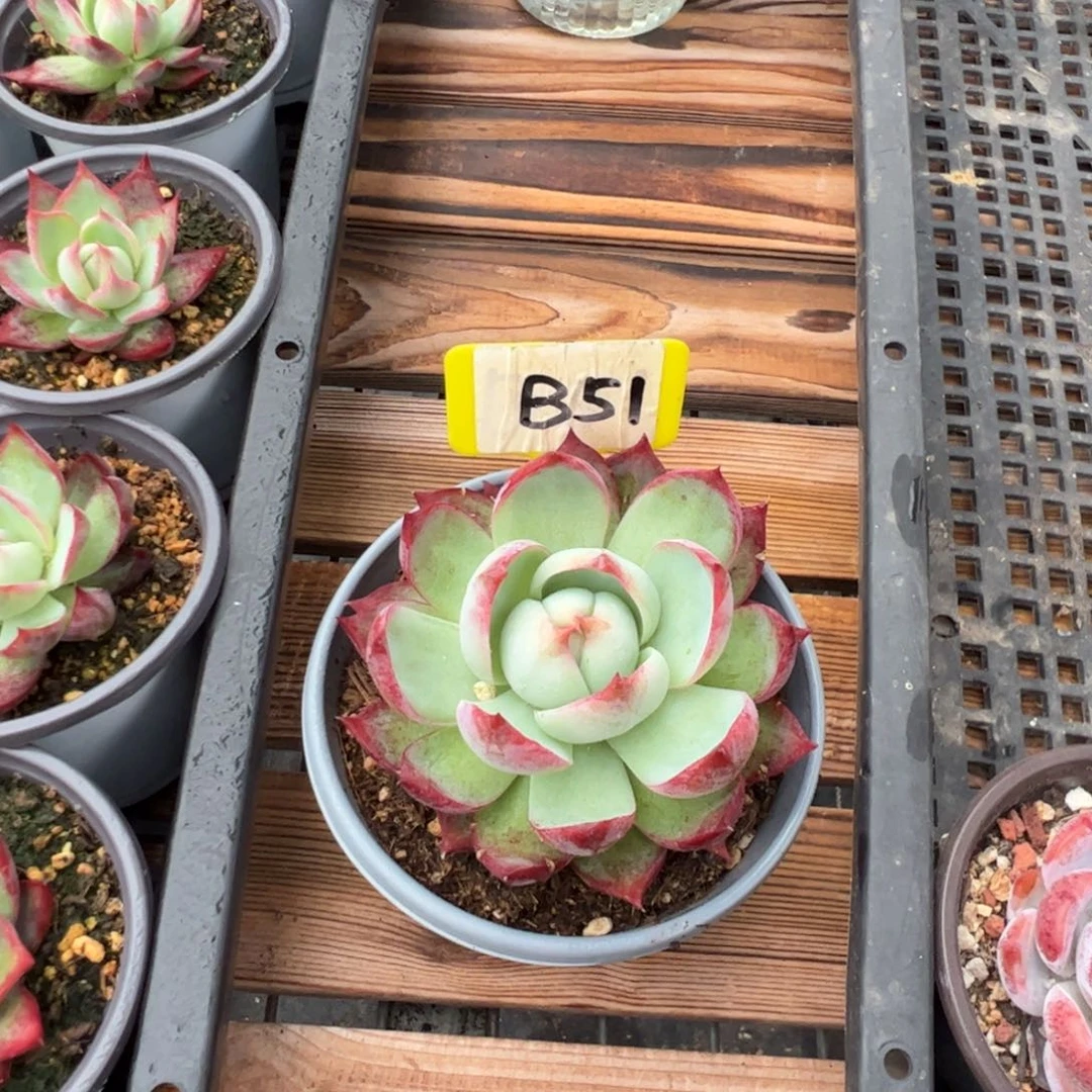 ?B51惊鸿多肉多肉