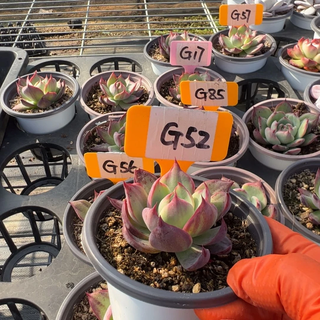 阿*G5惊鸿多肉多肉